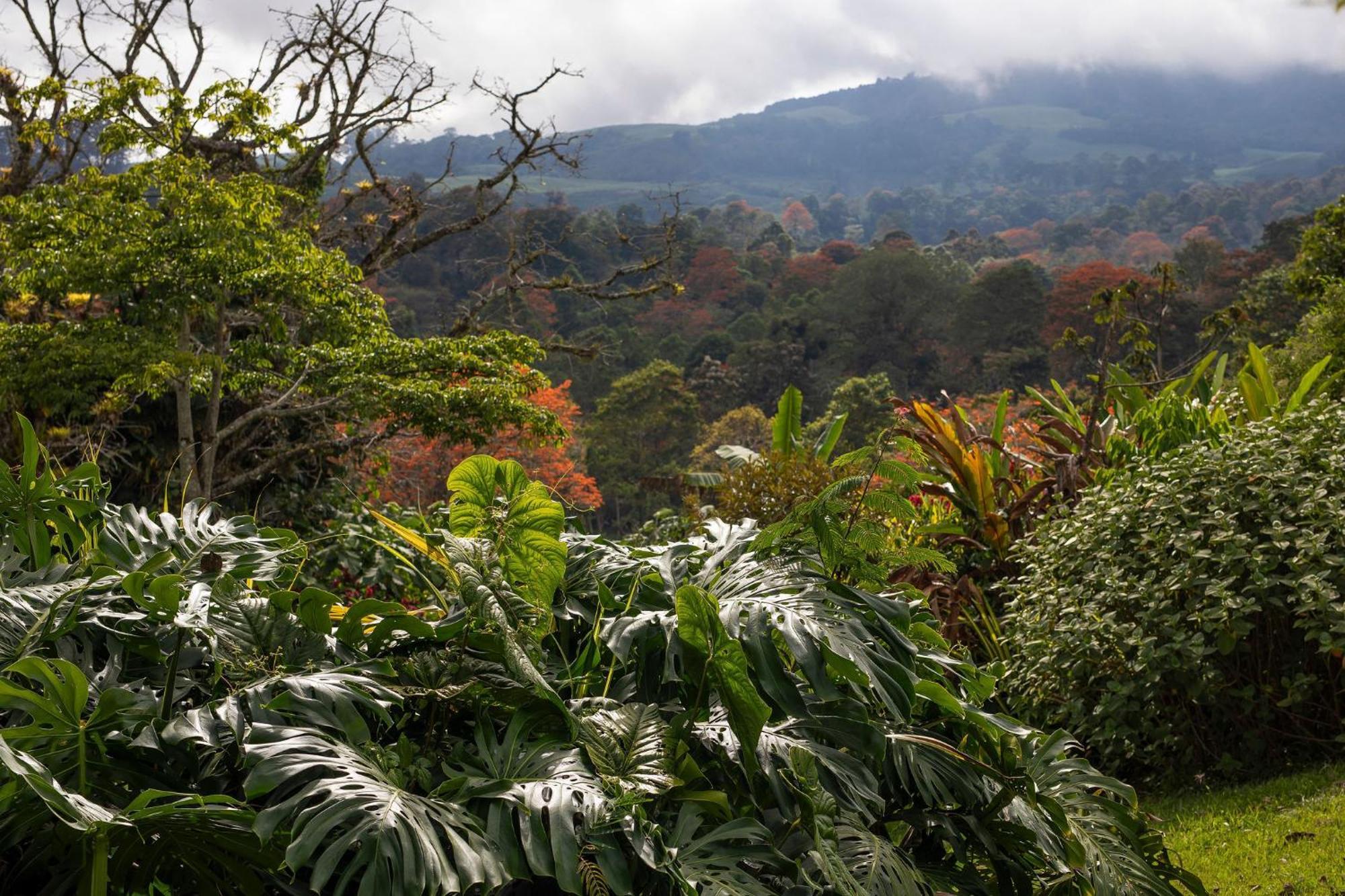 Aquiares Coffee Farm Casa Hacienda La Esperanza Bed & Breakfast Turrialba Eksteriør bilde