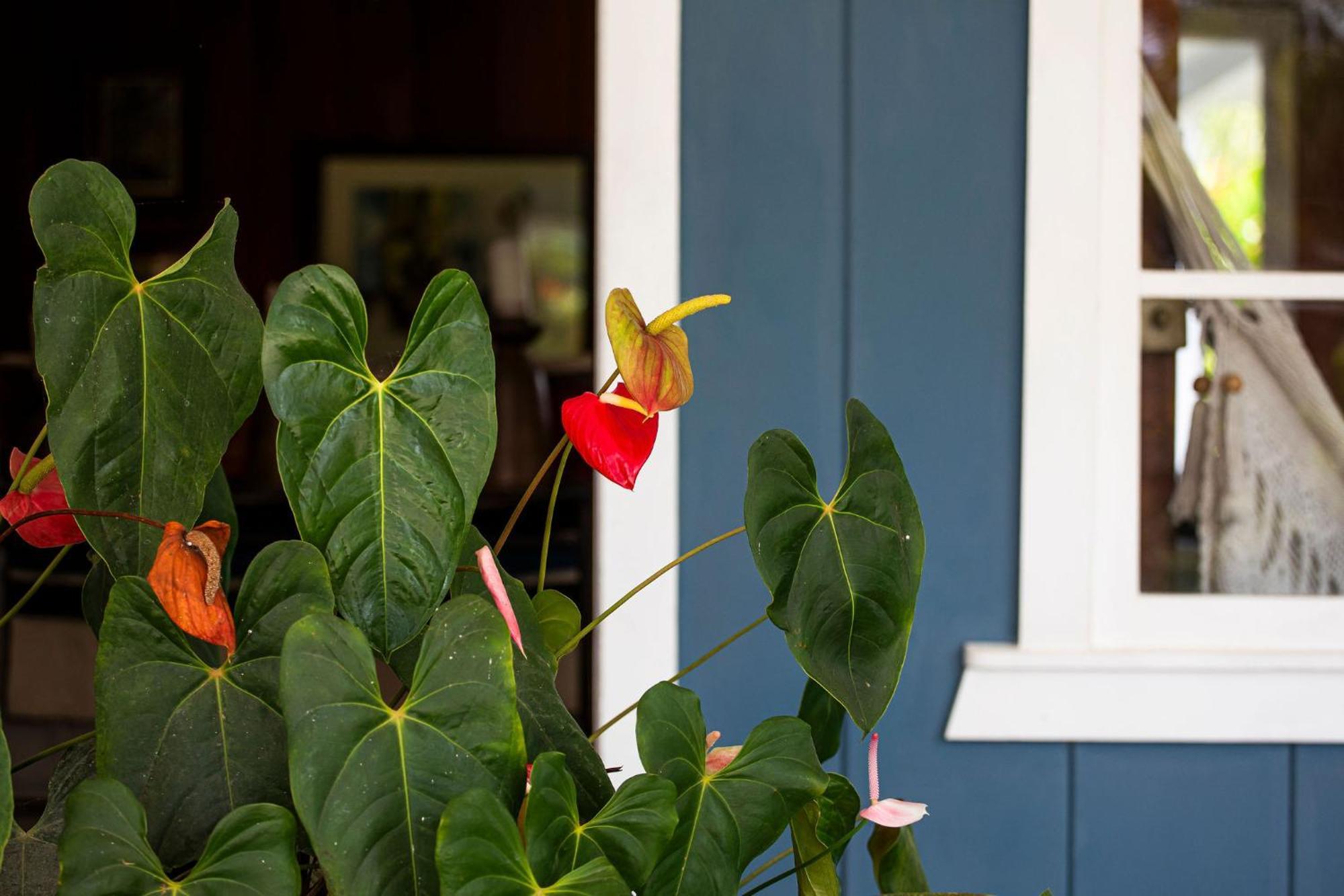 Aquiares Coffee Farm Casa Hacienda La Esperanza Bed & Breakfast Turrialba Eksteriør bilde